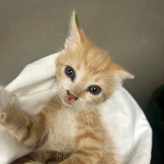 Young orange tabby kitten wrapped in a white blanket, gazing at the camera with curious eyes.