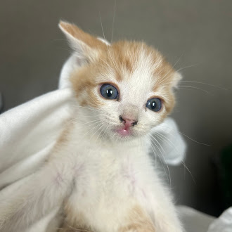 Fluffy orange-and-white kitten with blue eyes wrapped in a white blanket, looking curiously at the camera.