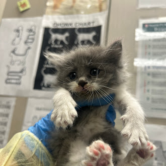 Fluffy gray kitten with white paws and a blue scarf being held up at a veterinary clinic, looking at the camera.