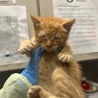 Orange kitten held up by a gloved hand in a veterinary clinic, with crusty eyes and damp fur awaiting care.