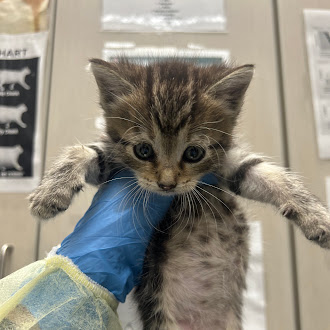 Tiny tabby kitten held up by a person in a blue glove, in a veterinary clinic setting with exam posters in the background.