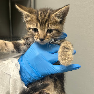 Young tabby kitten being gently held by a person in a blue latex glove.
