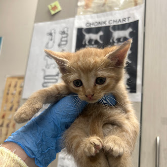 Orange tabby kitten being held up by a gloved hand in a clinic or shelter, with posters on the wall behind.