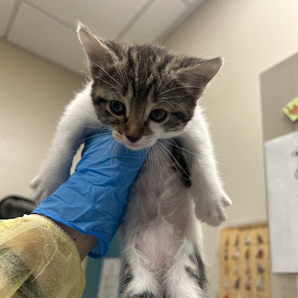 Blue-gloved hand lifts a small gray tabby kitten in a clinic, showing its belly and pink paw pads.