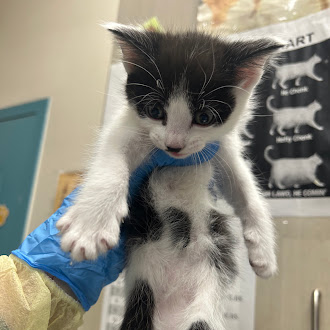 Young black-and-white kitten with a blue collar being held up by a gloved hand in a veterinary clinic.