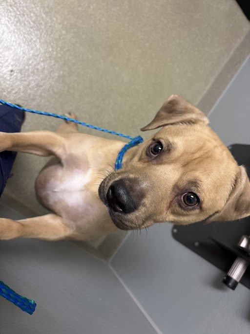 Tan dog sitting indoors on a gray floor, with a blue rope leash draped across its neck, looking up at the camera.