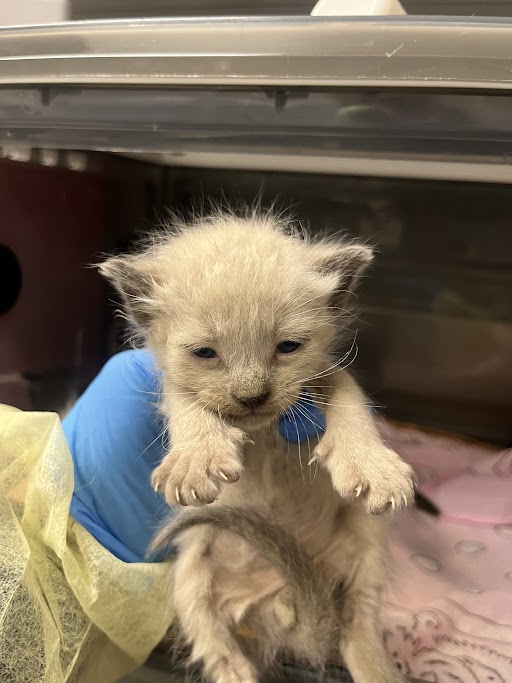 Tiny cream-colored kitten with damp fur being gently held by a gloved hand in a clinical or shelter setting.