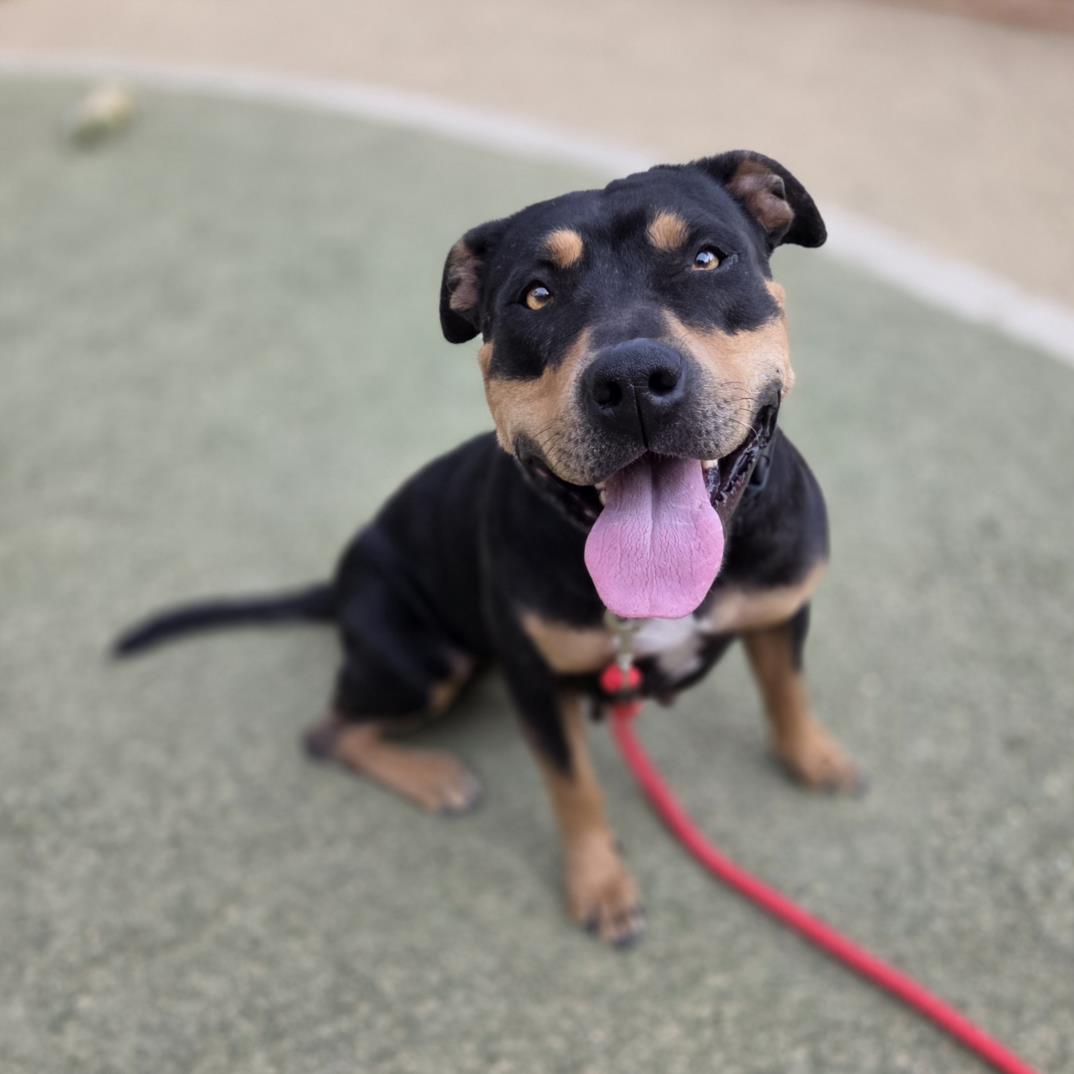 Happy black and tan dog sitting on a red leash, panting with tongue out and looking at the camera.