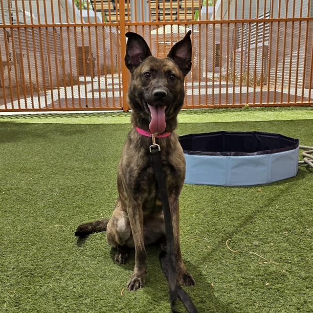 Dog with pink collar sits on artificial grass in a fenced yard, tongue out and leash attached. Behind is an orange gate and a blue kiddie pool.