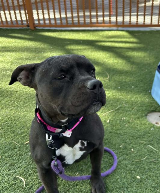 Black dog with a pink collar and purple leash sits on green artificial grass in a fenced yard, looking to the side.