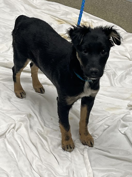 Young mixed-breed puppy with black fur and tan legs standing on a white tarp, blue leash visible around its neck
