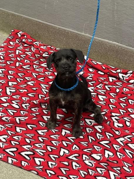 Small black puppy with a wiry coat sits on a red blanket with white heart patterns, a blue leash attached.