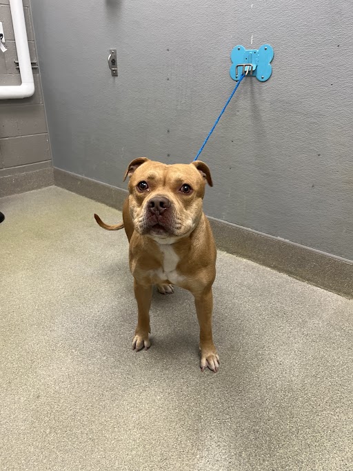 Brown dog on a blue leash attached to a wall mount in a gray, sterile room, facing the camera with a curious expression.