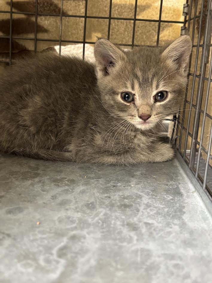 Gray tabby kitten lying in a metal cage, looking at the camera with blue-gray eyes.