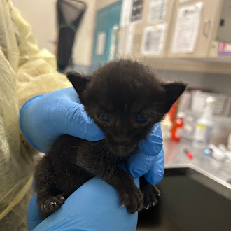 Small black kitten held gently by gloved hands in a veterinary clinic, with medical supplies and equipment visible in the background.