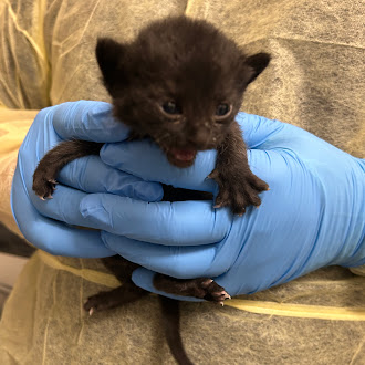 Small black kitten held gently in blue medical gloves, cradled in hands.