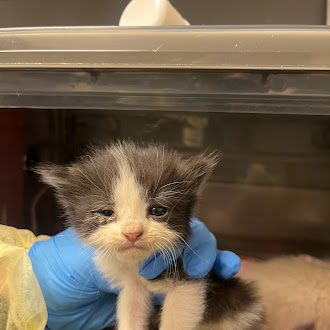 Small black-and-white kitten held by gloved hand in a veterinary clinic.