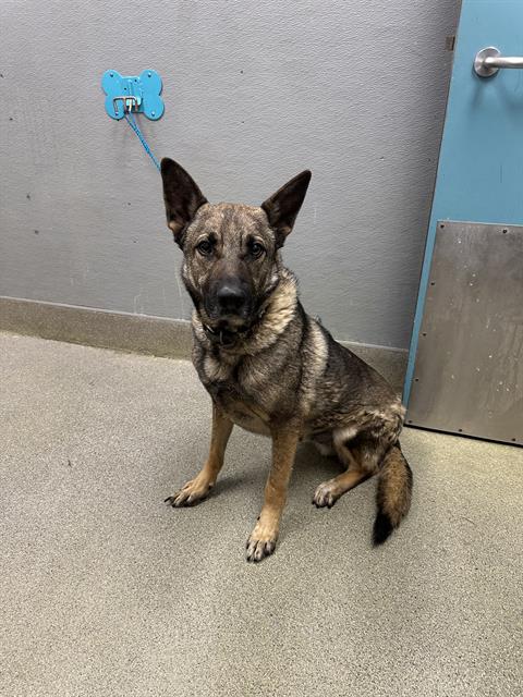 Brindle-coated shepherd mix sits on a concrete floor, leash attached to a blue wall tether; a door with a metal plate is on the right.