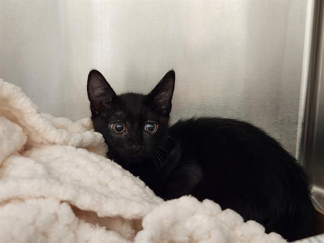 Black kitten with large eyes curled up on a soft, cream-colored blanket.