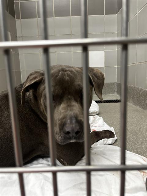 Brown dog lying on a white blanket inside a metal kennels cage in a tiled shelter room, looking at the camera with a calm expression