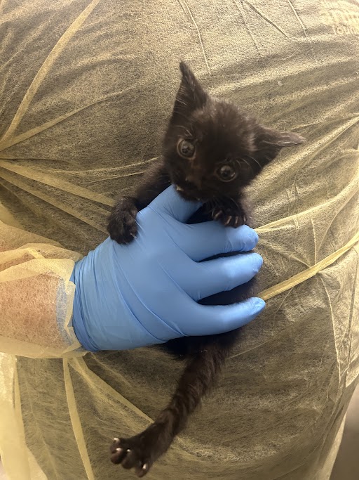 Tiny black kitten being gently held by a gloved hand in PPE.