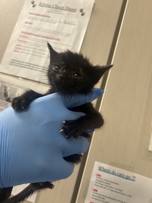 Small black kitten being gently held by a blue-gloved hand in a veterinary exam room or clinic corridor.