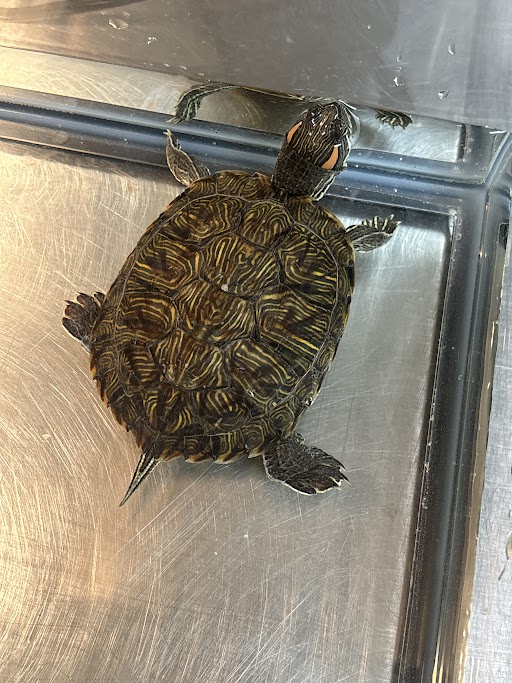 Red-eared slider turtle in a metal tray, viewed from above; shell has yellow and dark pattern with red ear stripe visible near the head.