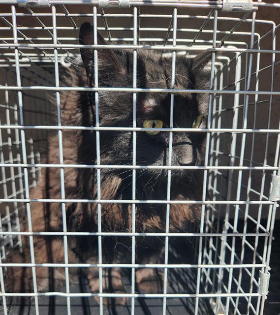 Black cat with yellow eyes sits inside a metal wire pet carrier, looking to the left.