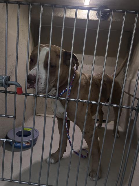 Dog in a metal kennel, brown and white with a rope leash, standing near a water dish inside a shelter cage.