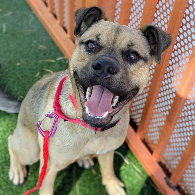 Happy tan dog with a red collar and leash, panting with tongue out beside a wooden fence.