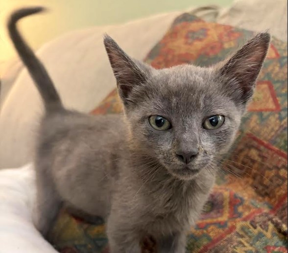 Gray kitten standing on a colorful patterned cushion, looking at the camera.