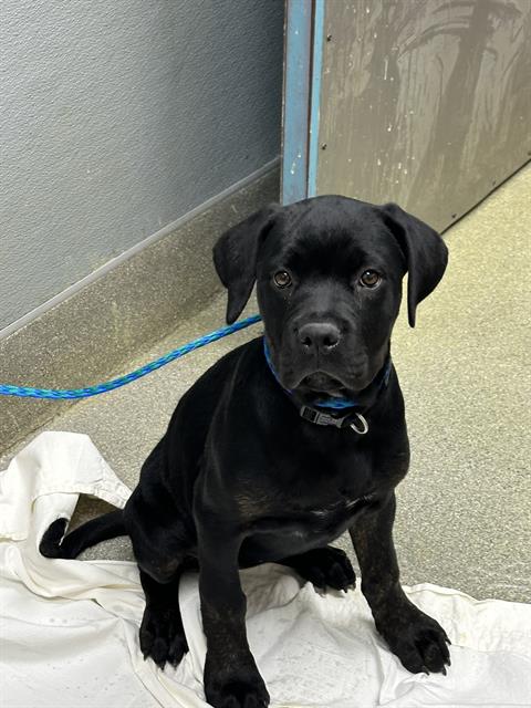 Black puppy sitting on a white blanket with a blue leash in a hallway near a door.