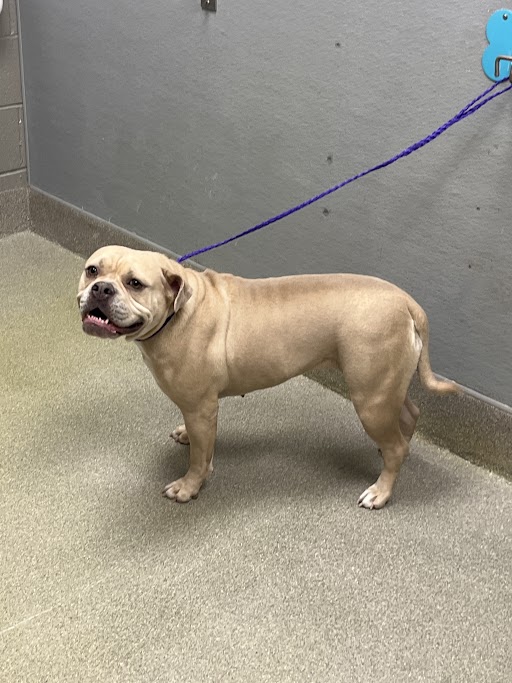 Tan muscular dog on a purple leash indoors, looking toward the camera with a open mouth smile.