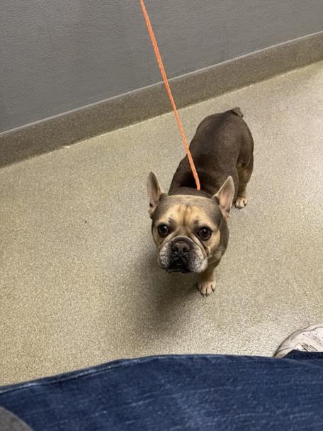French bulldog on an orange leash standing on a gray indoor floor and looking up at the camera.