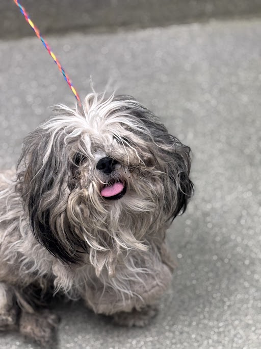 Fluffy small dog with gray and black fur, pink tongue out, on a colorful leash on a pavement surface.
