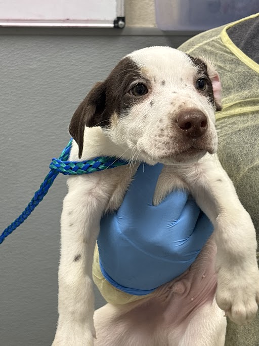 Young puppy with brown ears and white fur being held up by a gloved hand, attached to a blue braided leash in a clinical setting.