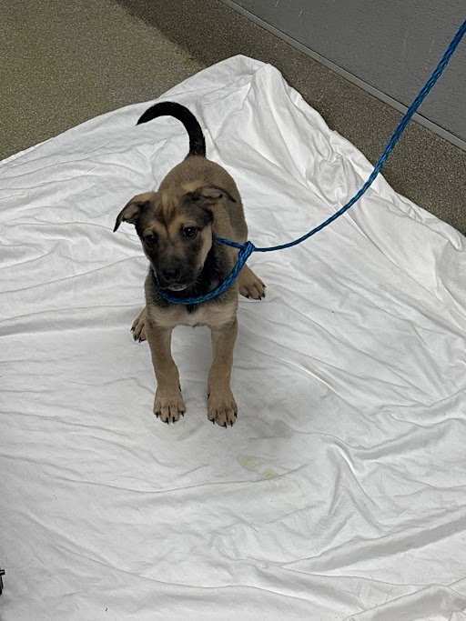 Young tan and black puppy on a white sheet, blue leash attached, indoors.