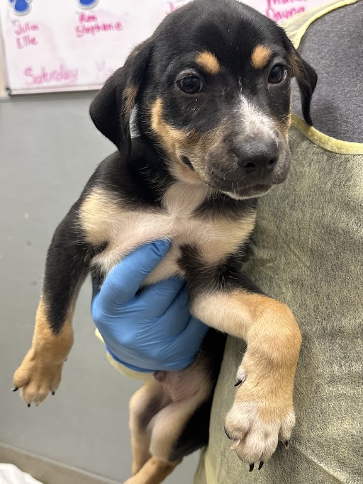 Young black and tan puppy being held by a person wearing a blue glove on the chest area in a clinic setting.