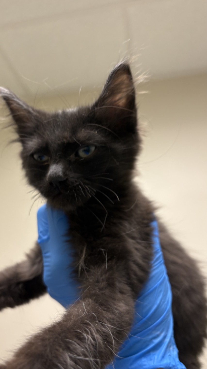 Black kitten being held by a gloved hand, close-up face with blue eyes and fluffy fur.