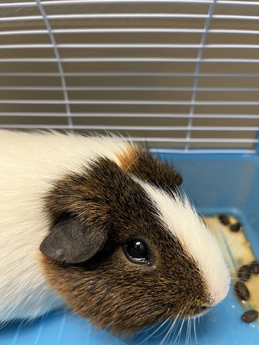 Close-up of a tri-colored guinea pig (brown, white, black) inside a blue cage, facing left.