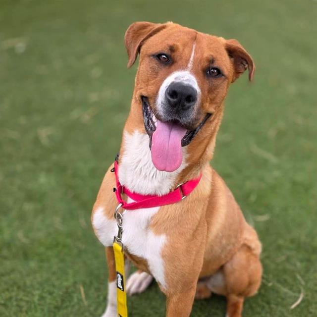 Happy brown-and-white dog with pink tongue out, wearing a pink collar, sitting on grass.