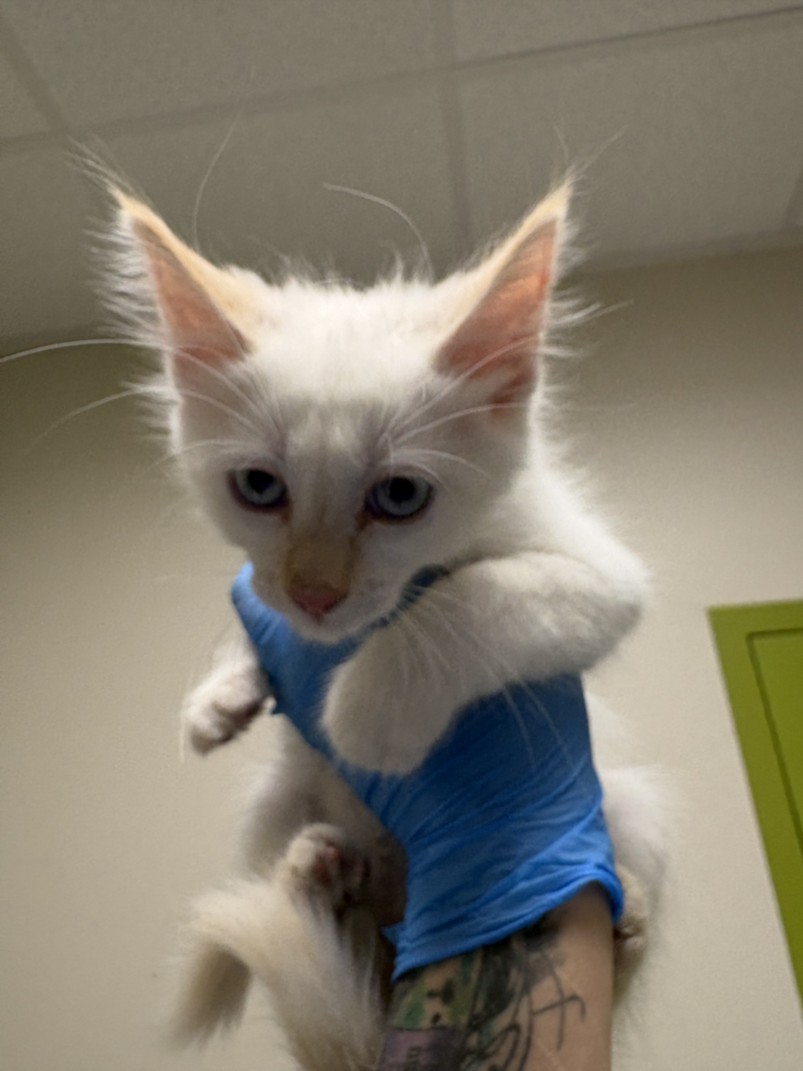 White fluffy kitten with blue eyes held up by a gloved hand, a tattooed forearm visible in the foreground.