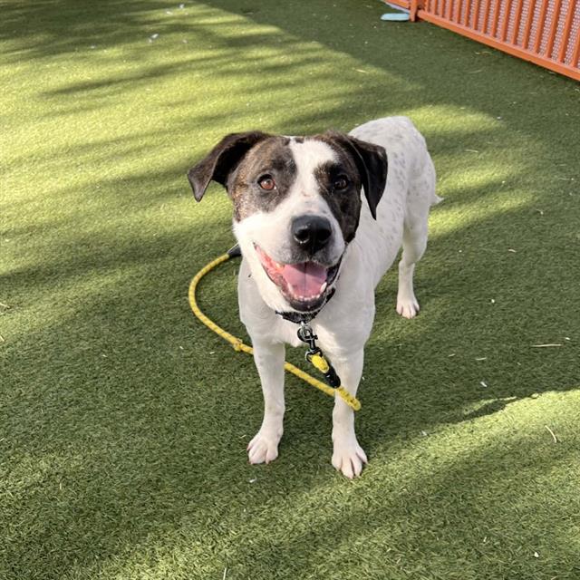 Happy white and black dog standing on green turf, wearing a yellow leash and looking at the camera with a wagging tongue.