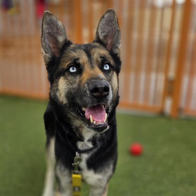 Dog with blue eyes looking up, mouth open, in a fenced yard with a red ball in the background.