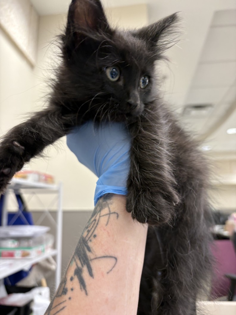 Black kitten with blue eyes being held up by a gloved hand in a clinical setting, showing a tattooed forearm in the background.