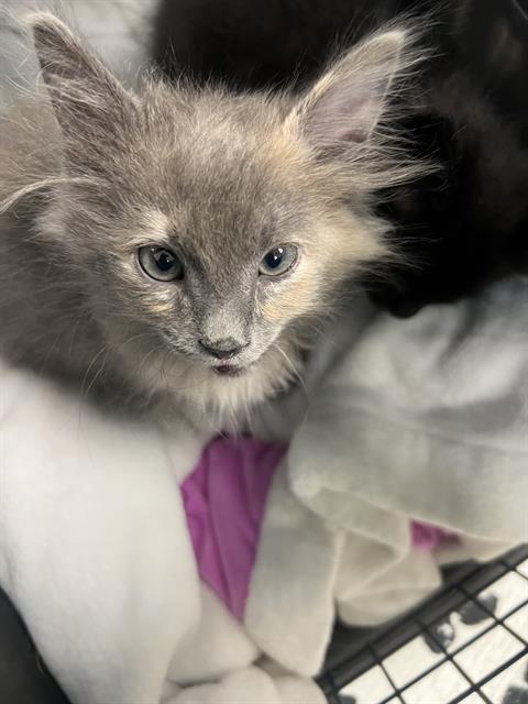 Gray fluffy kitten with blue eyes, snuggled in a soft blanket inside a carrier or enclosure.