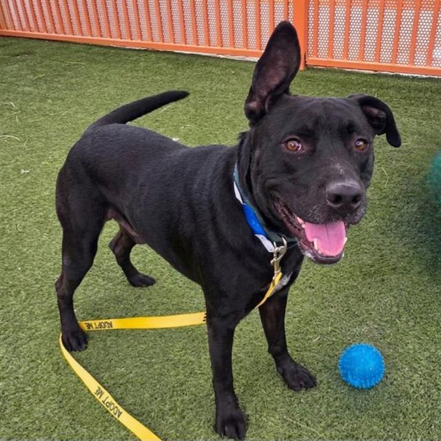 Black dog with a blue collar and yellow leash standing on artificial grass next to a blue ball in a fenced play area, tail wagging (outdoor dog park).