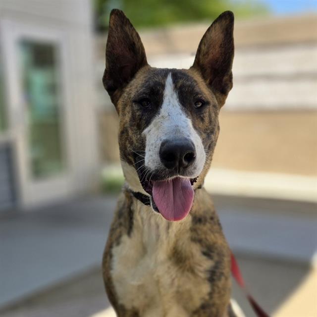 Dog with brindle coat and white blaze on face, panting with pink tongue out, outdoors near a building.