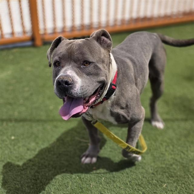 Grey pit bull standing on artificial grass with pink tongue out, wearing a red collar and yellow leash in a fenced dog park.