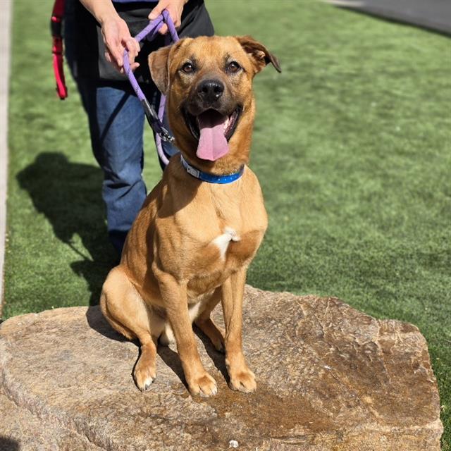 Tan dog with blue collar sits on a large rock, holding a purple leash held by a person, in a grassy park.